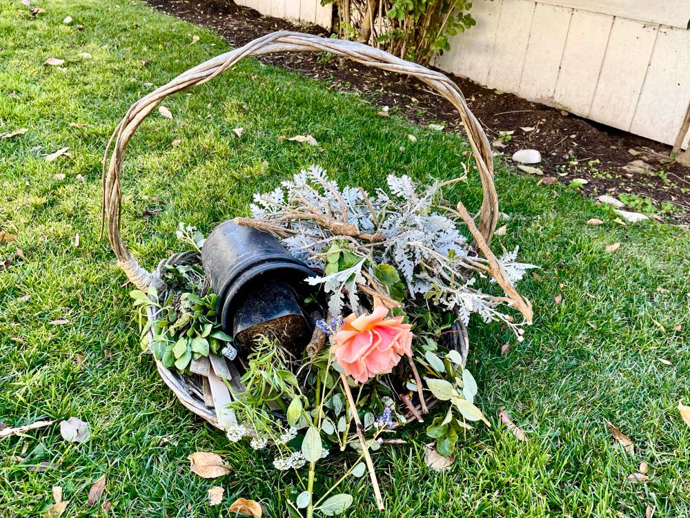 Susan's Garden