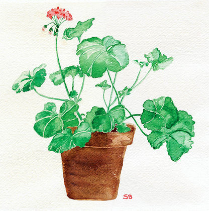 Geranium
